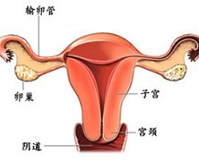 女性生殖器官示意图