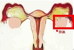 卵巢示意图
